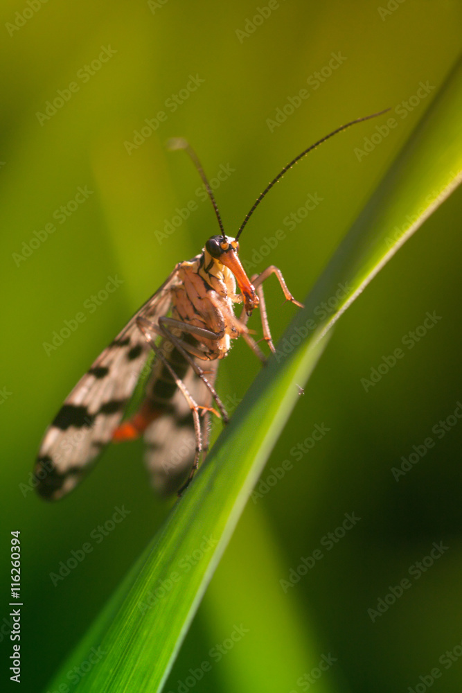 Scorpion fly Scorpion fly