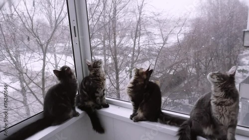 Cute maine coon kittens sitting on the window and looking on the winter landscape in slowmotion. 1920x1080