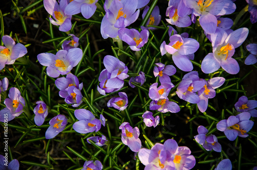 Young crocuses just started to blossom