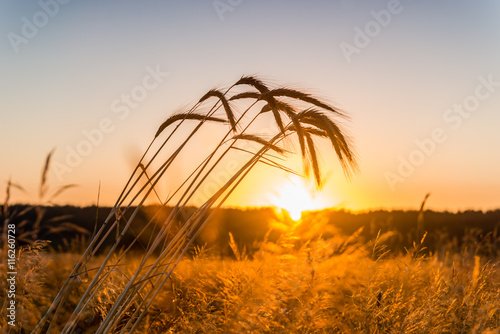 Рассвет в пшеничном поле.