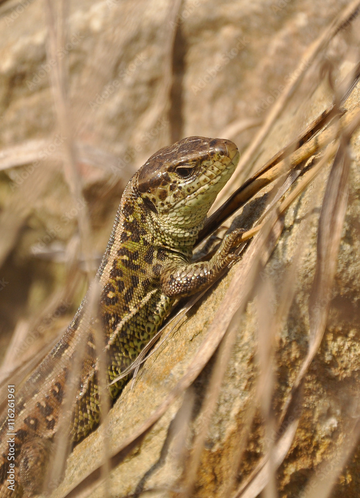 Naklejka premium sand lizard (Lacerta agilis)