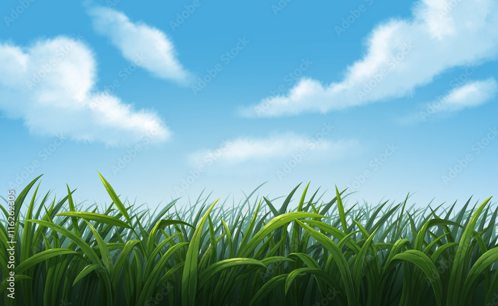 Illustration of Green Meadows