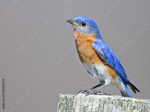 Eastern Bluebird