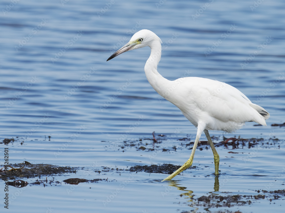 Obraz premium Juvenile Little Blue Heron