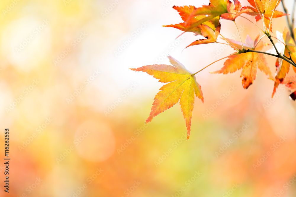 autumn background Red leave with free copyspace autumn background Red leave with free copyspace