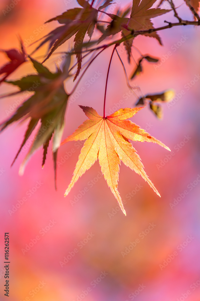 autumn background Red leave with free copyspace autumn background Red leave with free copyspace