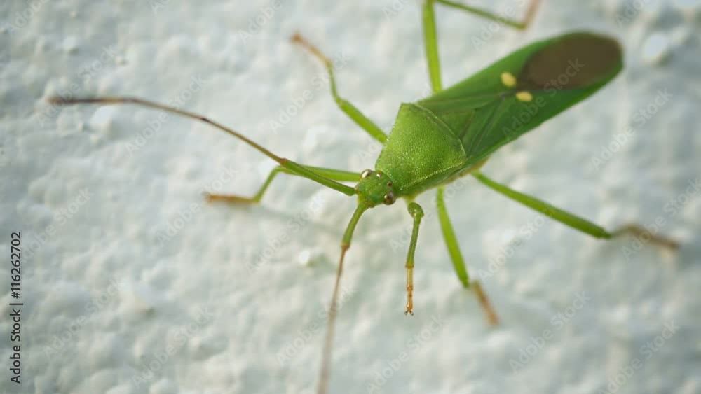 Video 1920x1080 - Green shield bug on a light background. Thailand Video 1920x1080 - Green shield bug on a light background. Thailand