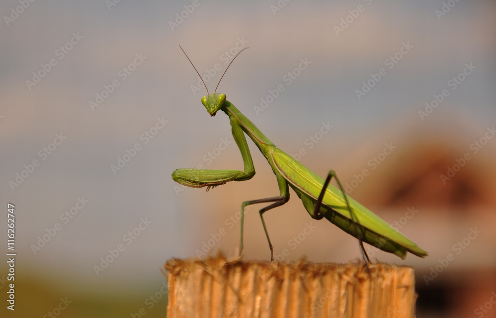 praying mantis (Mantis religiosa) praying mantis (Mantis religiosa)