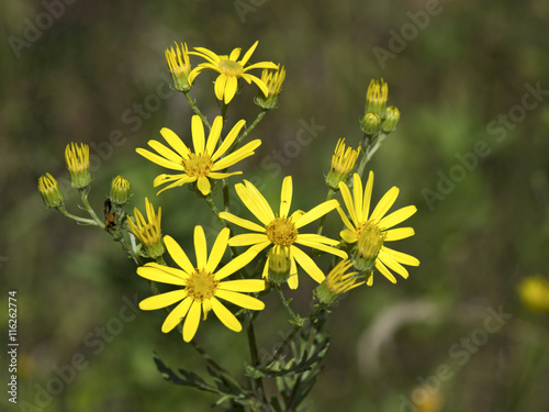 Yellow meadow flowers