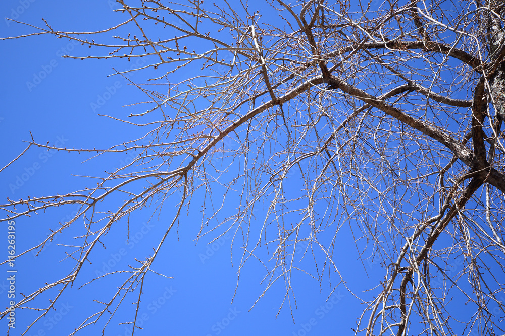 Obraz premium Abstract branches on a background of the sky