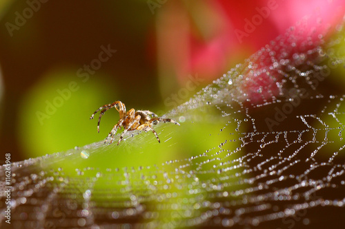 Wet cobweb and spider against blurred pink roses and green leaves background