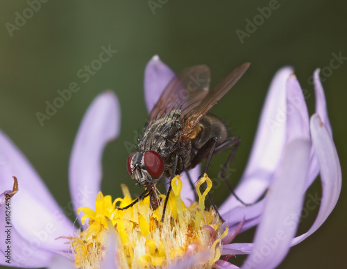 The fly sits on a flower