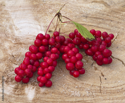 Cluster of fruits of a magnolia vine Schisandra chinensis