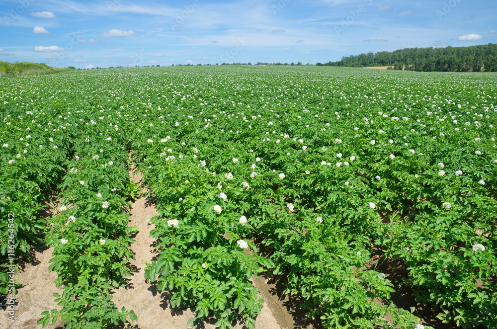 Flourishing potato field