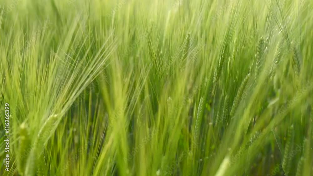 Moving Barley rice in the field on windy day Moving Barley rice in the field on windy day