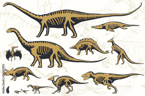 Fototapeta Zestaw sylwetki szkieletów dinozaurów i skamieniałości. Ręcznie rysowane ilustracji wektorowych. Sylwetki człowieka i dzieci, porównanie rozmiarów, realistyczny rozmiar, oddzielone elementy.