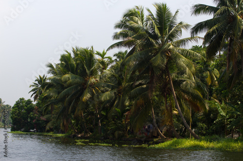 Allepey city on water. Backwater  rice plantation  coconuts palm mango tree. River landscape