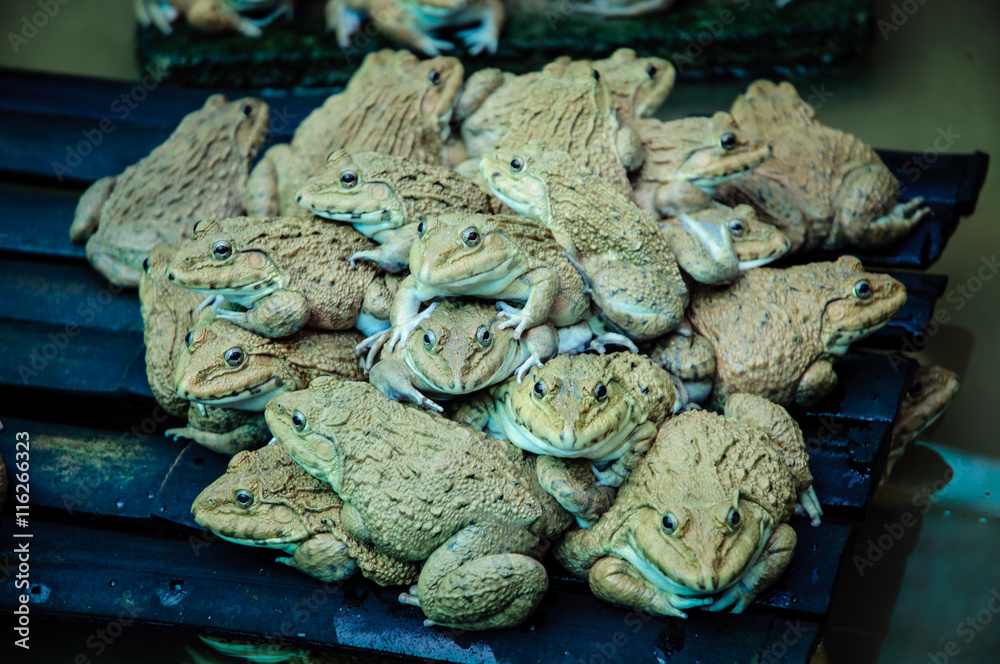 Obraz premium Eye of Frogs Family in green lake