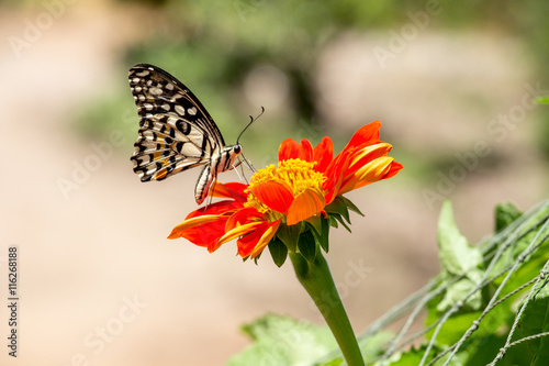 butterfly and flower © yothinsanchai777