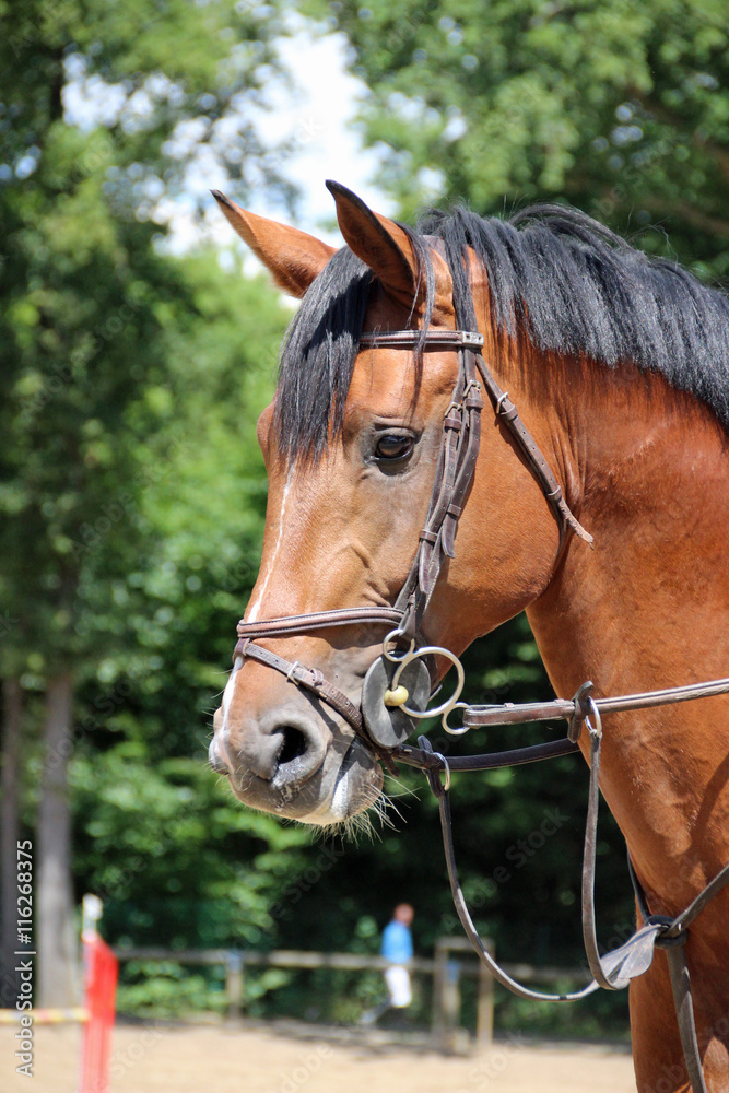 Obraz premium Cheval en réflexion