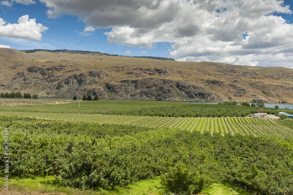 Columbia River Apple Orchards. The Columbia river provides irrigation for hundreds of apple orchards all across the Okanogan area of eastern Washington state.