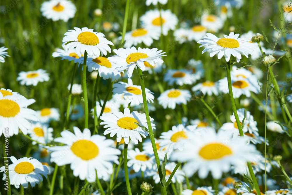 daisies in a meadow daisies in a meadow