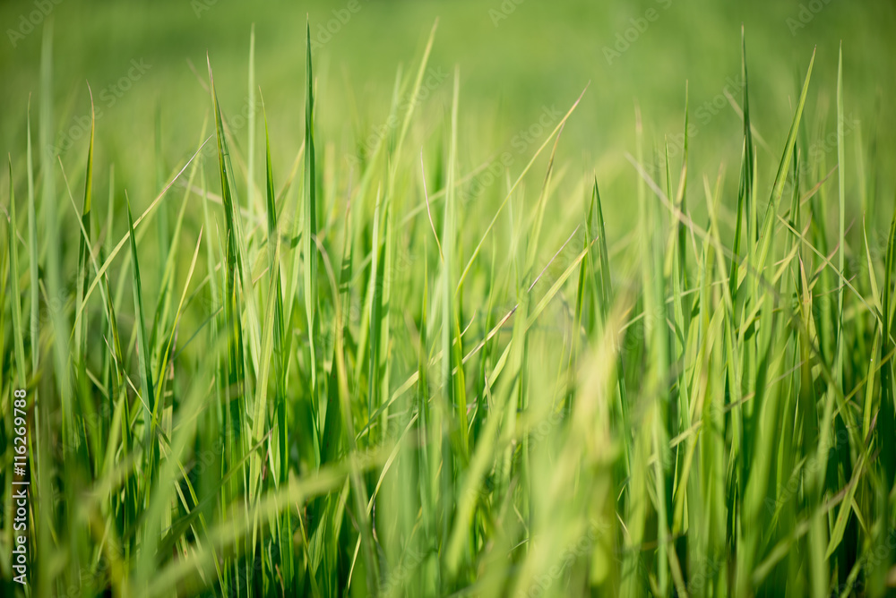 The green rice field or paddy field in Thailand. The green rice field or paddy field in Thailand.
