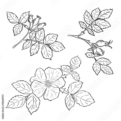 Hand drawn sketch dog rose flowers and fruits