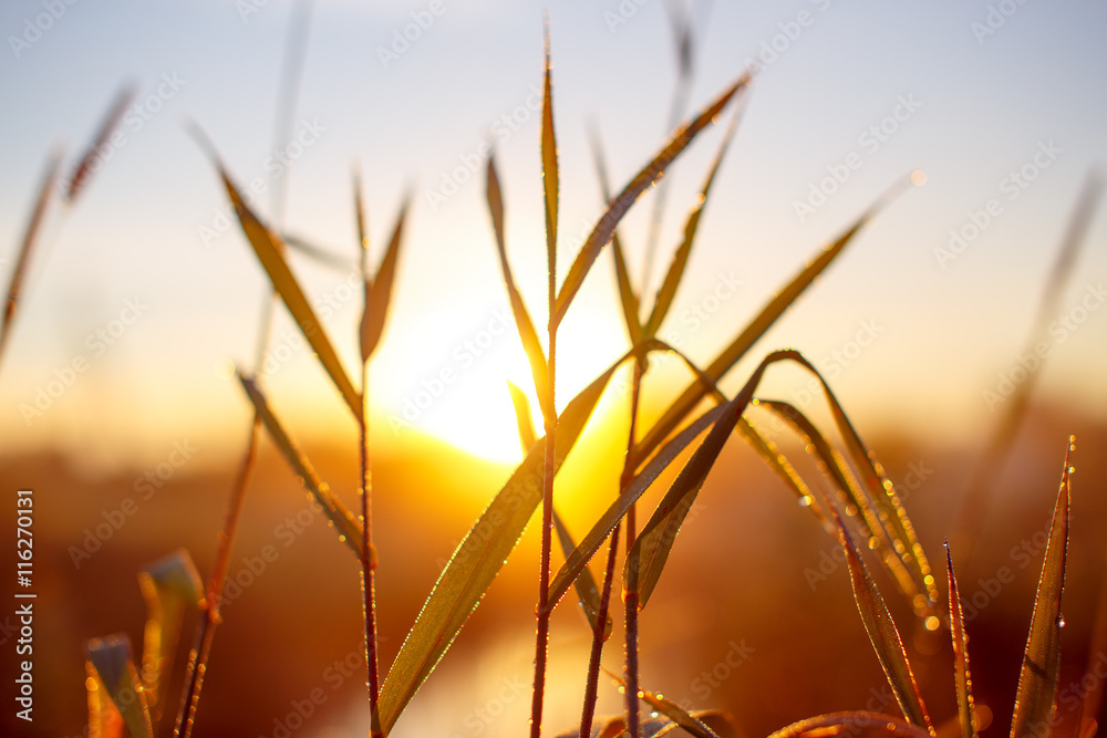 Fotografie sunrise through the tall grass with dew