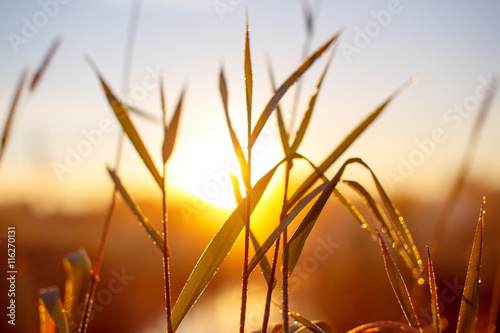 Fotografia sunrise through the tall grass with dew