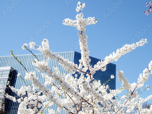 Tysons Corner Cherry Blossom branchs 2010