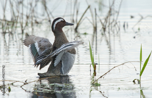 Garganey (Anas querquedula) on the water