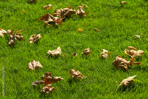 fall leaves on the green grass
