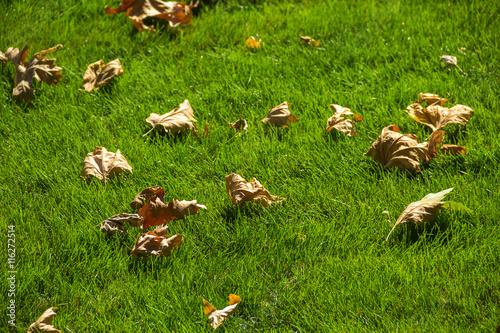 fall leaves on the green grass