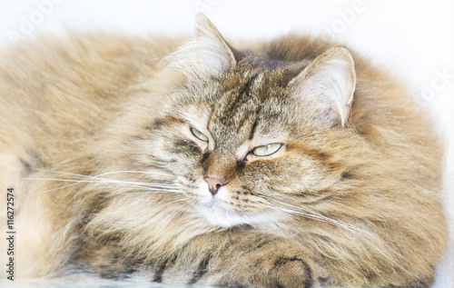 adorable long haired kitten,brown tabby color