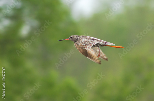 Common redshank (Tringa totanus) in flight