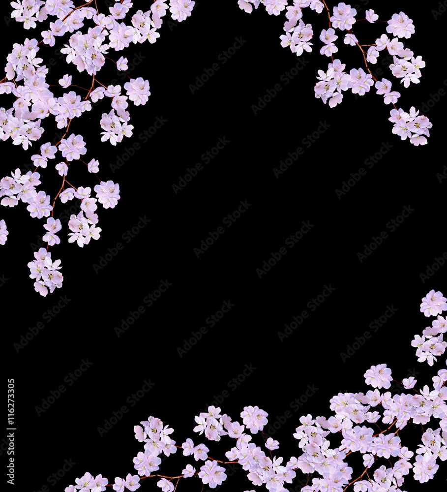 Beautiful delicate white flowers of apple blossom isolated on bl Beautiful delicate white flowers of apple blossom isolated on bl