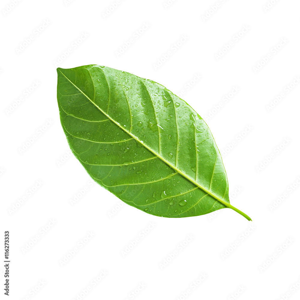 Obraz premium Tropical green leaf isolated, Clipping path