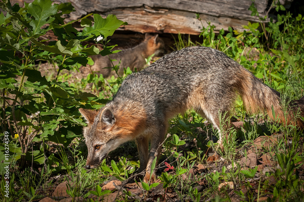 Grey Fox Vixen (Urocyon cinereoargenteus) Walks Left