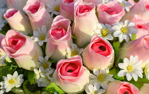 Cotton flowers.