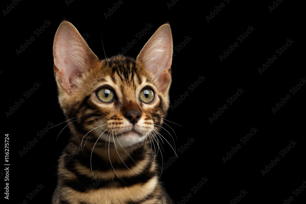 Closeup Portrait of Young Bengal Male Kitty on Isolated Black Background, Side view