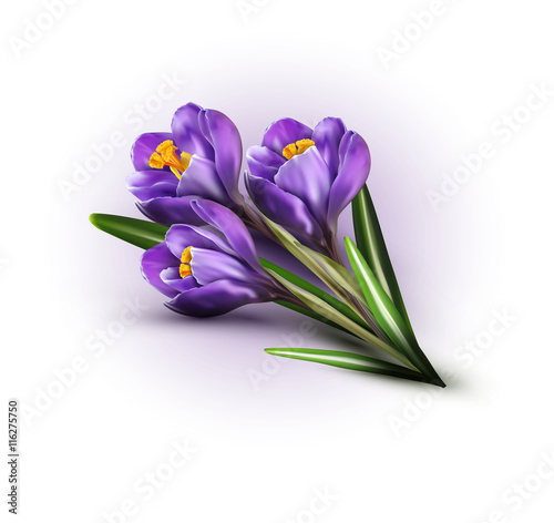 Vector background with blue crocuses