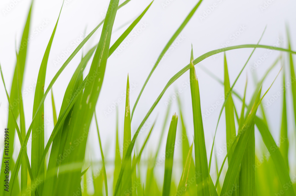 Naklejka premium green rice field in farm background