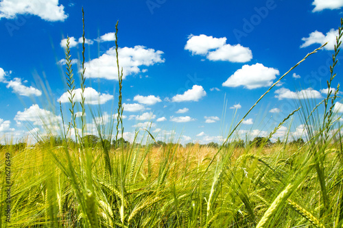      Field of wheat on sunlight  cloudy sky  nature park Lonjsko polje  Croatia 