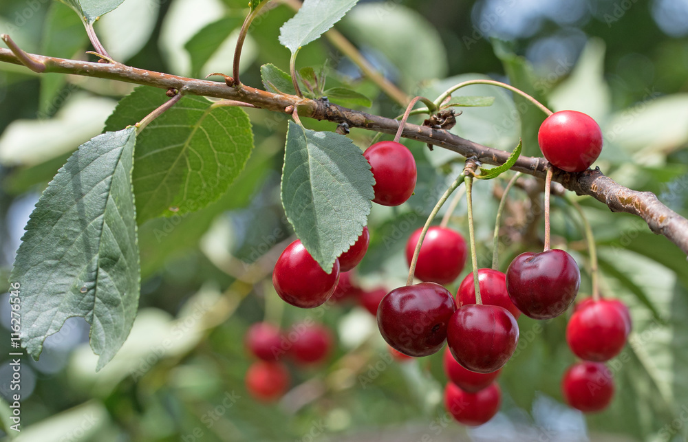 Sauerkirschen, Prunus cerasus, Sour cherries Sauerkirschen, Prunus cerasus, Sour cherries