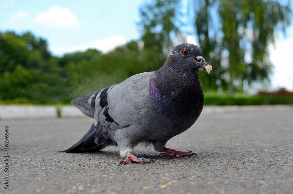 Obraz premium dove on the road eating
