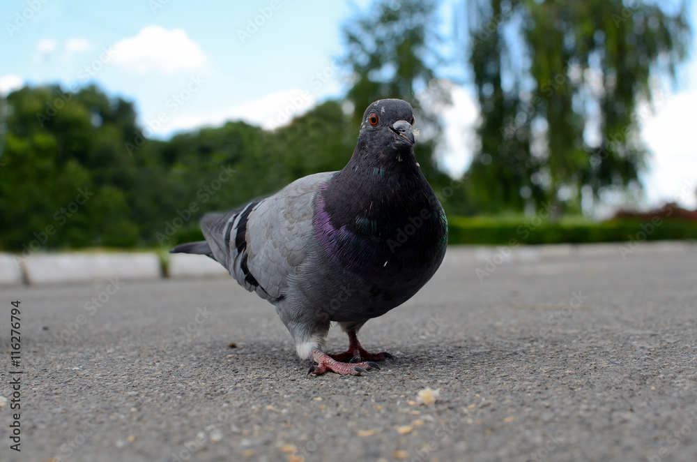 Obraz premium dove on the road eating