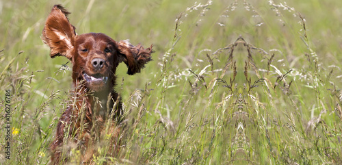 Website banner of a happy running Irish Setter dog 