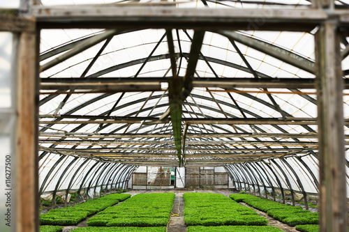 Young plants growing in a large greenhouse © Africa Studio