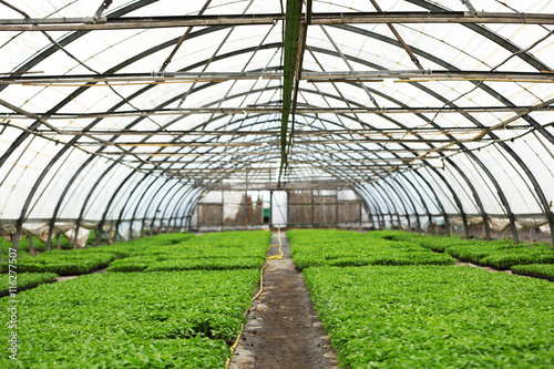 Young plants growing in a large greenhouse